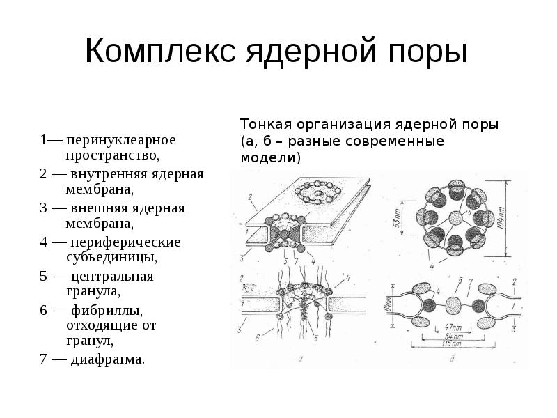 Комплекс состоит из. Схема строения порового комплекса. Поровый комплекс ядерной оболочки. Строение ядерного порового комплекса. Схема поровый комплекс ядерной оболочки.