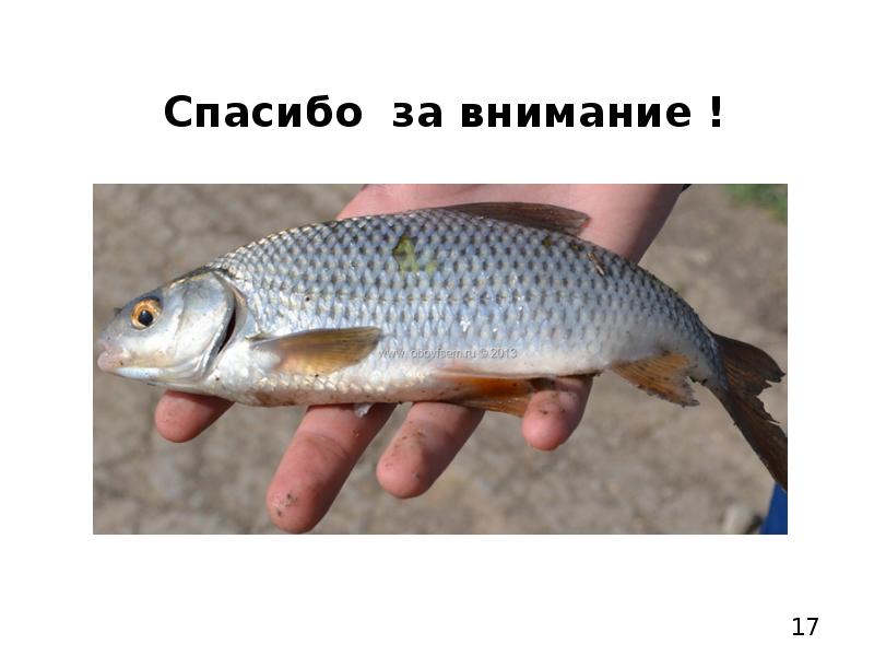 Какие рыбы в астраханской области. Астраханская рыба названия. Астраханская рыба виды. Рыба в Астрахани виды. Рыбы Астрахани названия.