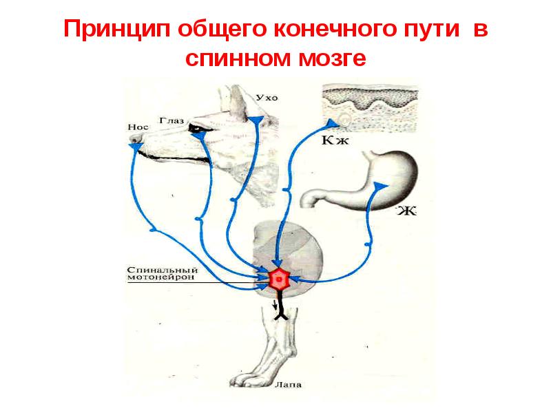 Рефлекторная деятельность нервной системы презентация 8 класс сонин