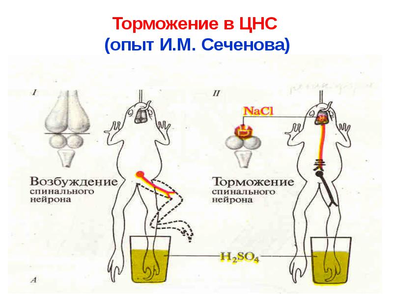 Схема нейрофизиологического механизма сеченовского торможения