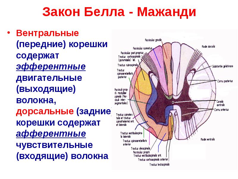 Фон для презентации мозг