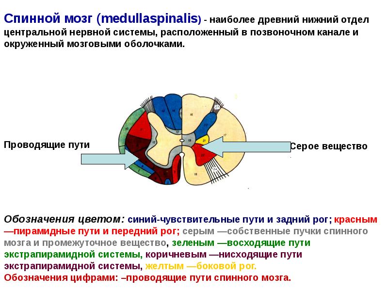 Импульсы спинного мозга. Методы исследования ЦНС физиология. Методы исследования спинного мозга. Исследование головного и спинного мозга. Чувствительные пути спинного мозга.