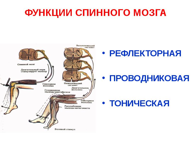 Методы исследования цнс презентация