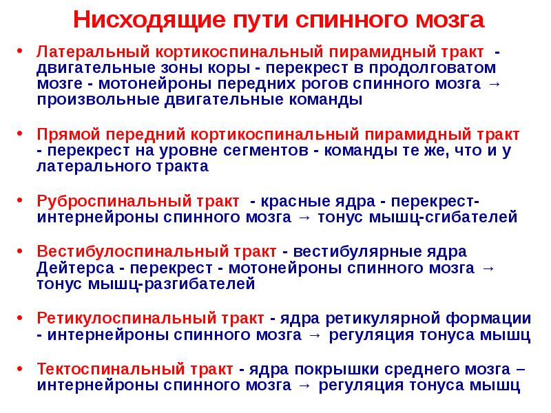 Проводящие пути спинного мозга презентация