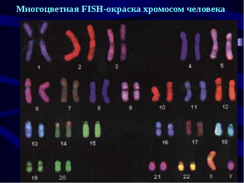 Цитогенетический метод картинки