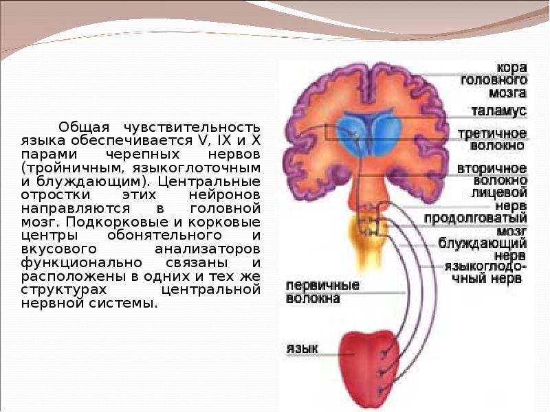 Рецепторы мозга