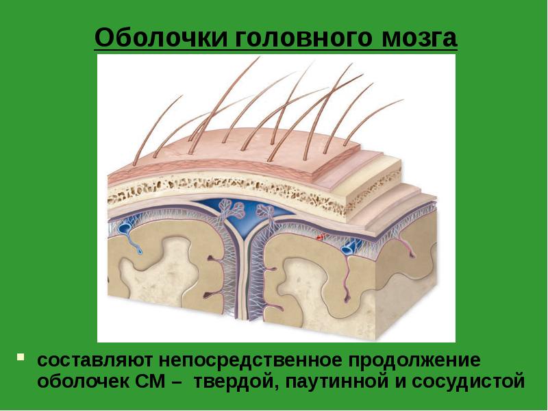 Ретикулярная формация презентация