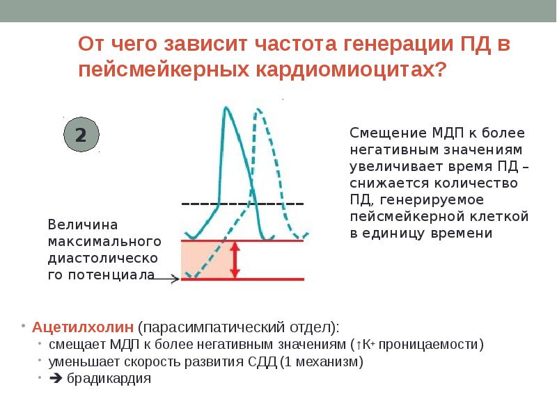 От чего зависит частота. От чего зависит частота генерации. Пд пейсмекерных кардиомиоцитов. Влияние ацетилхолина на кардиомиоциты. Ацетилхолин в пейсмейкерных кардиомиоцитах.