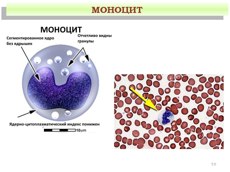 Моноцитов в крови 1. Строение моноцитов крови. Структура моноцитов крови. Строение моноцита гистология. Клетки крови функции моноциты.
