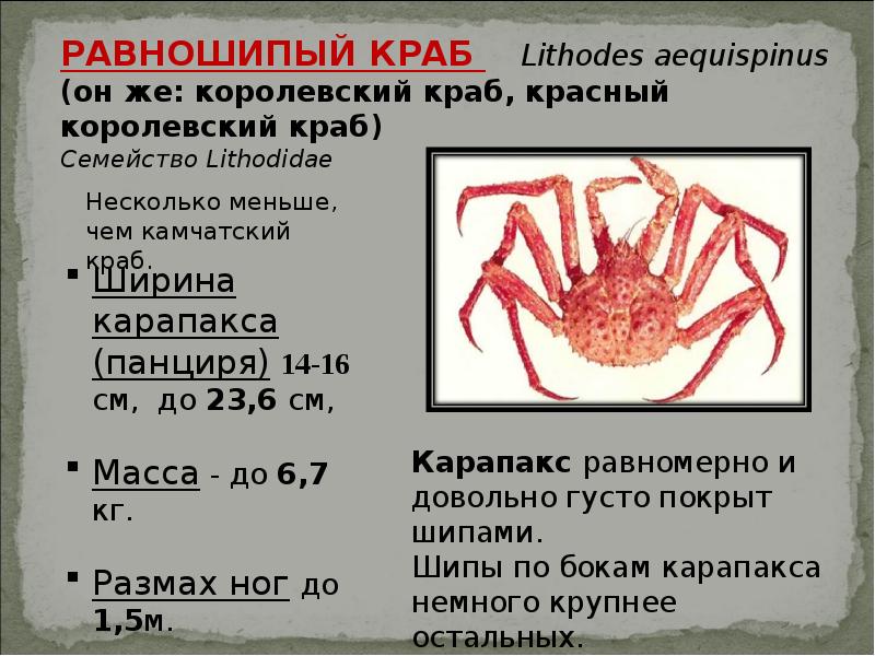 Краб презентация для детей