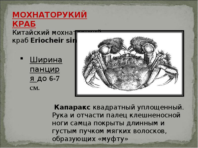 Болезнь краббе простыми словами. Признаки краба. Crab симптомы. Болезнь симптом Крабба.