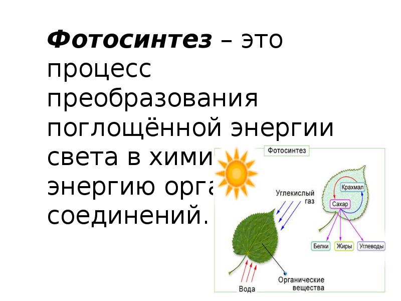 Фотосинтез презентация 11 класс