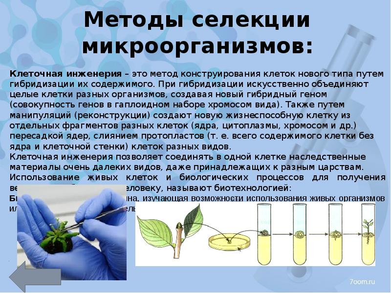 Методы клеточной инженерии в селекции