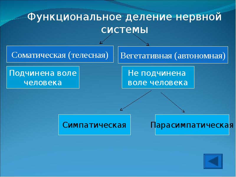 Схема функционального деления нервной системы. Функциональное деление НС. Деление нервной системы на отделы. Схема функционального деления нервной системы человека. Функциональное деление НС схема.