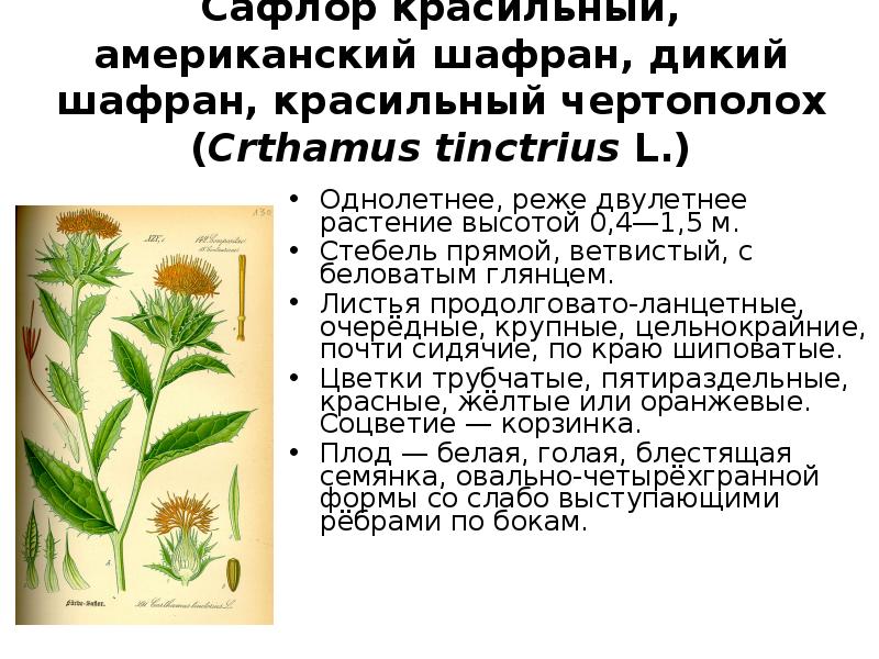 Масленичные культуры презентация