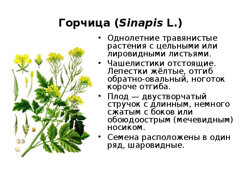 Плоды однолетнего травянистого