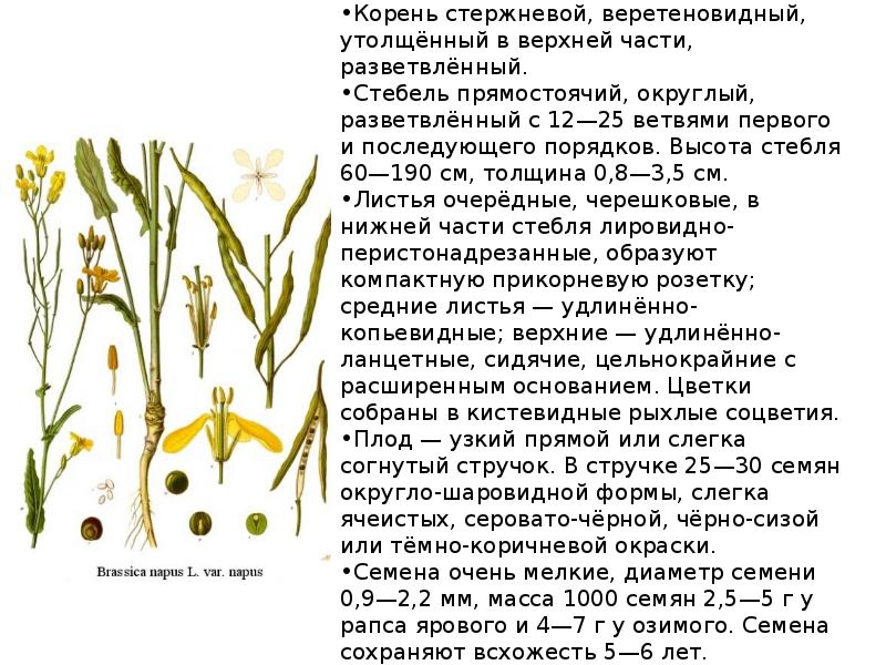 Презентация на тему масличные культуры