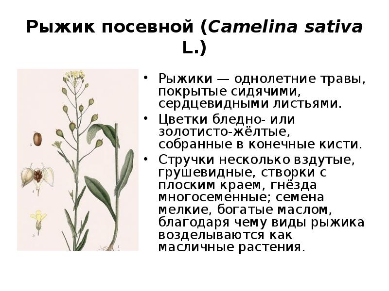 Растение рыжик фото и описание масличное