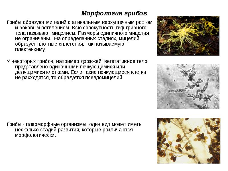Размножение грибов мицелием