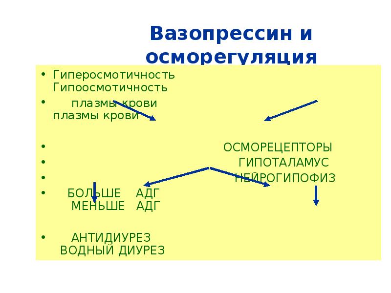 Физиология выделения презентация