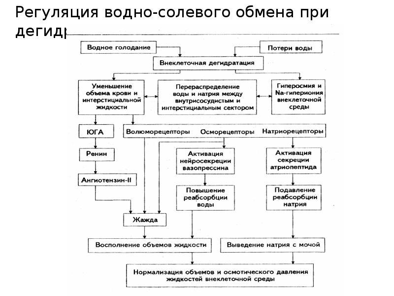 Водно солевой обмен презентация