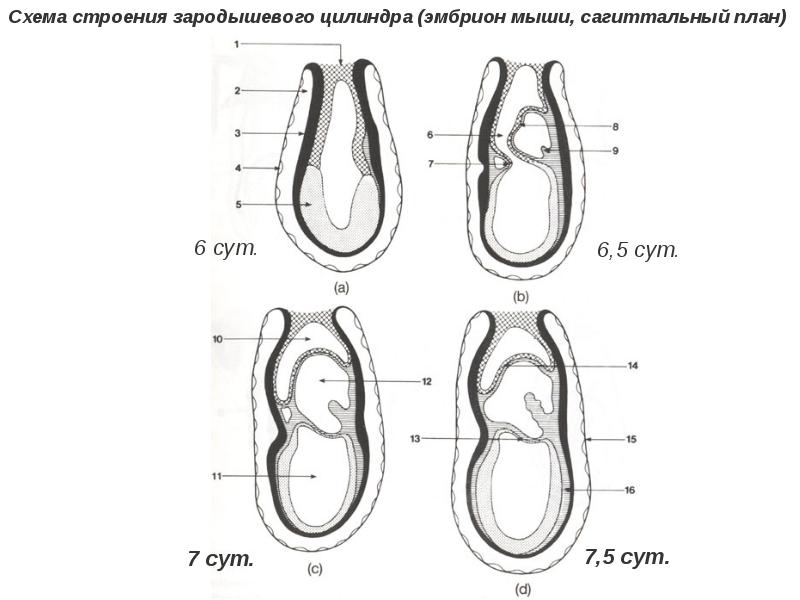 Оси зародыша. Строение эмбриона. Имплантация и плацентация.