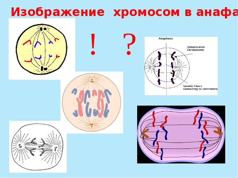 Мейоз анафаза 2 набор хромосом. Анафаза. Анафаза рисунок. Изображение анафазы. Состояние хромосом в анафазе.