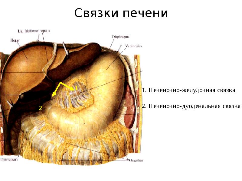 Топографическая анатомия печеночно двенадцатиперстной …