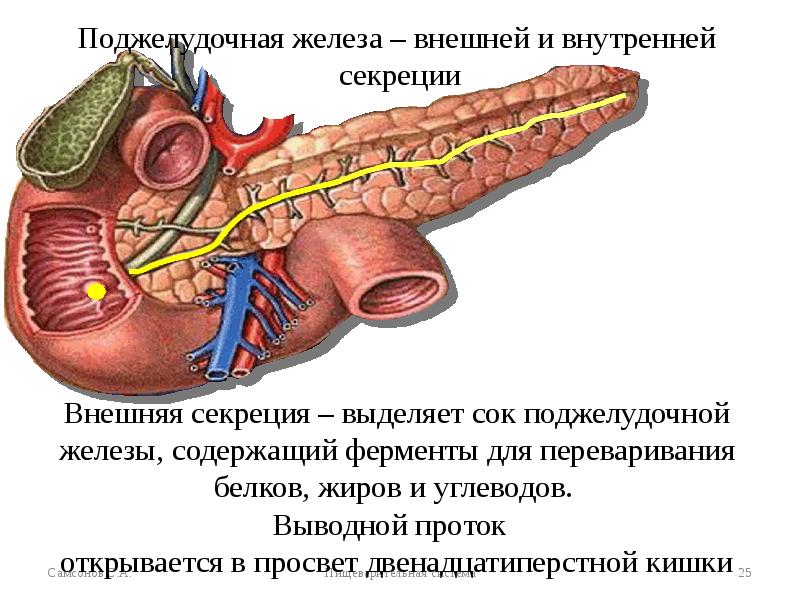 Показать Фото Поджелудочной Железы