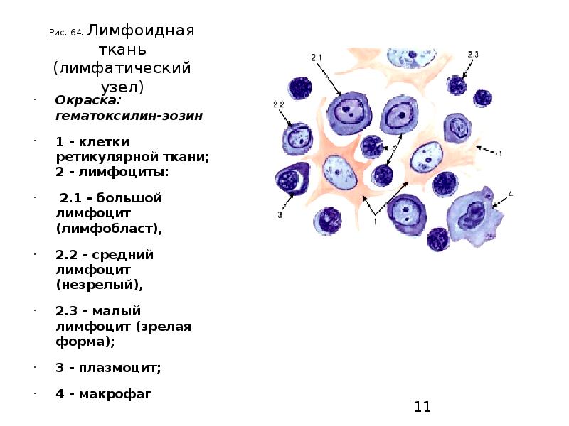 Лимфатическая ткань. Лимфоидная ткань окраска – гематоксилин–эозин. Лимфоидная ткань лимфатического узла гистология. Клеточный состав лимфоидной ткани гистология. Тканевой состав лимфатического узла.