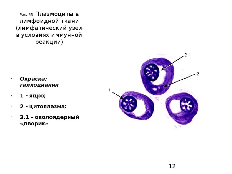 Плазмоциты