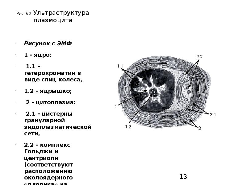 Схема строения плазмоцита