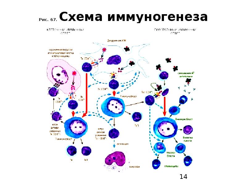 Рис. 67. Схема иммуногенеза Рис. 67. Схема иммуногенеза