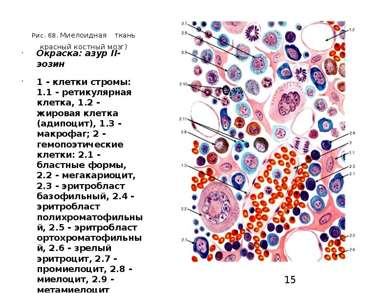 Мазок красного костного мозга рисунок