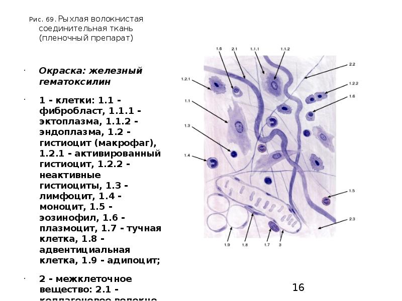 Соединительная рыхлая ткань рисунок с подписями