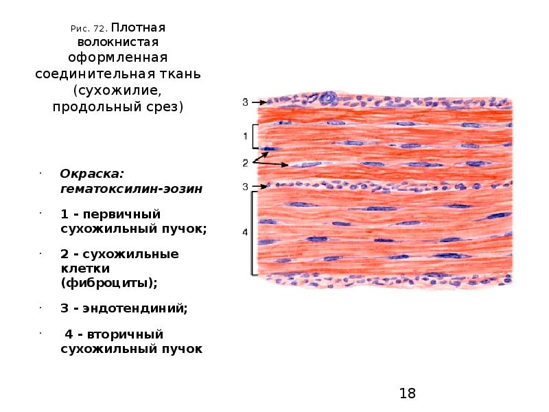 Волокнистая соединительная ткань картинки