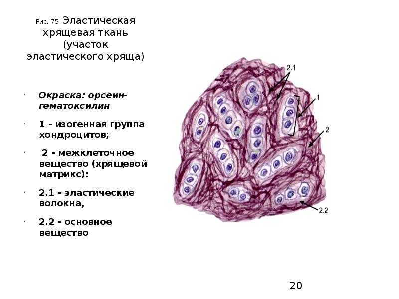 Эластический хрящ гистология рисунок