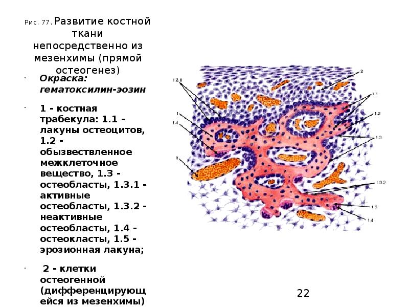 Гистогенез клеток костной ткани схема