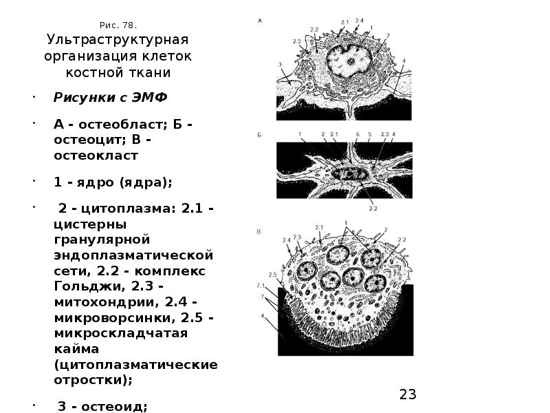 Ткань ядра клетки