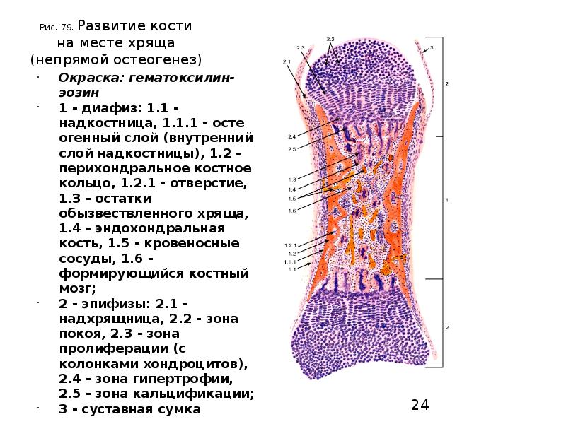 Развитие кости на месте хряща гистология рисунок