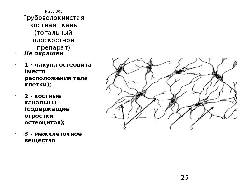 Презентация костная ткань гистология