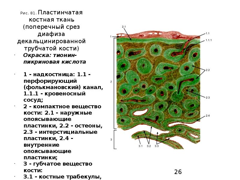 Презентация костная ткань гистология