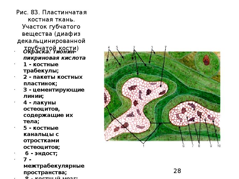 Участки ткани