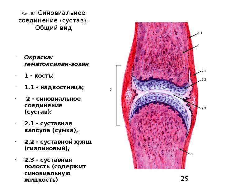 Суставная хрящевая ткань