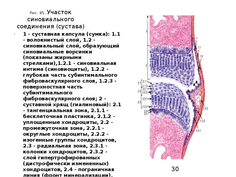 Рис. 85. Участок синовиального соединения (сустава)
1 - суставная капсула (сумка): Рис. 85. Участок синовиального соединения (сустава)
1 - суставная капсула (сумка):