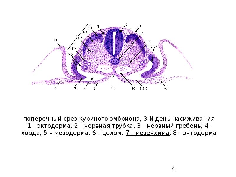 Мезенхима