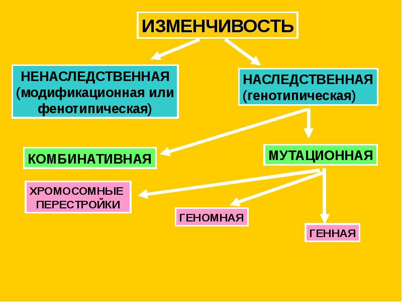 Изменчивость и наследственность фото