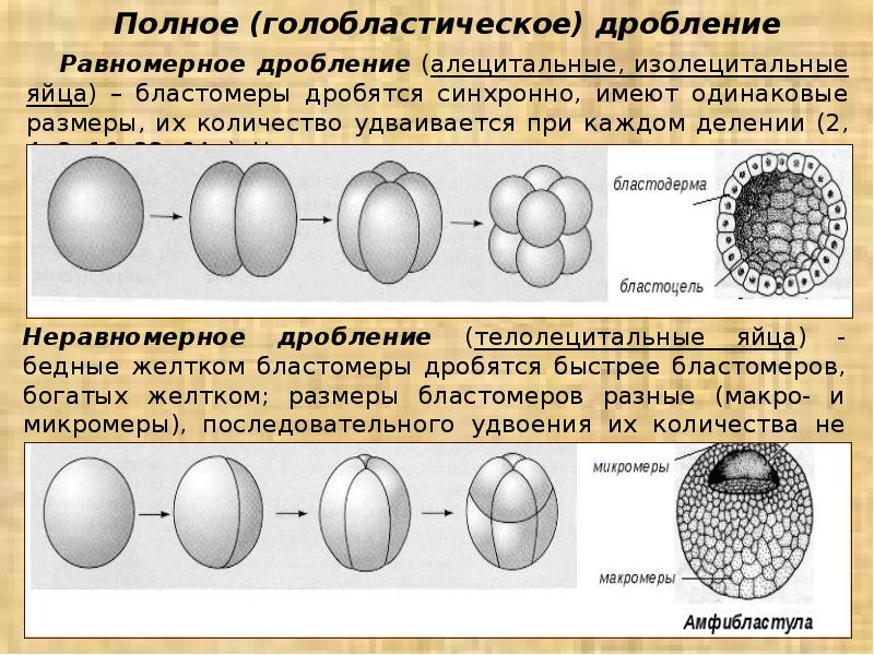 В результате дробления образуется