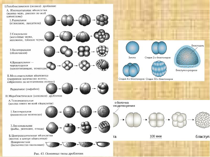 Стадии дробления таблица. Дробление зиготы типы дробления. Схема классификации основных типов дробления. Типы дробления зигот полное и. Типы дробления яйцеклеток.