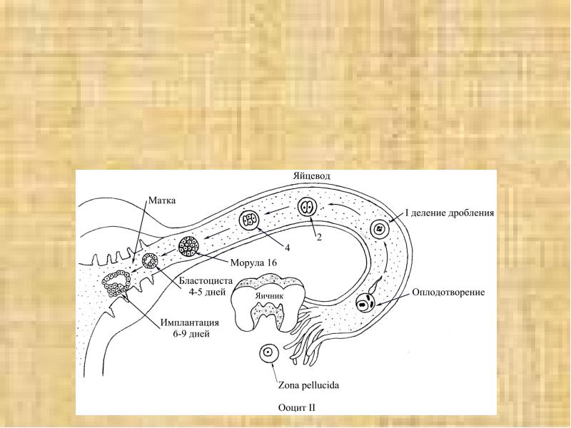 Схема оплодотворения дробления и имплантации у человека
